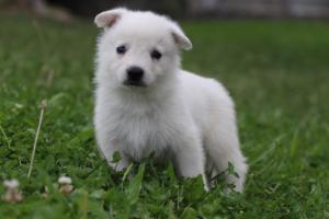 White-Swiss-Shepherd-Puppies-BTWW-GosaNostra-September-12092018-0230