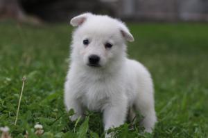 White-Swiss-Shepherd-Puppies-BTWW-GosaNostra-September-12092018-0231