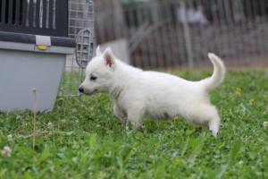 White-Swiss-Shepherd-Puppies-BTWW-GosaNostra-September-12092018-0232