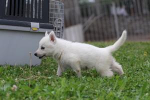 White-Swiss-Shepherd-Puppies-BTWW-GosaNostra-September-12092018-0233