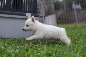 White-Swiss-Shepherd-Puppies-BTWW-GosaNostra-September-12092018-0234