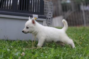 White-Swiss-Shepherd-Puppies-BTWW-GosaNostra-September-12092018-0235