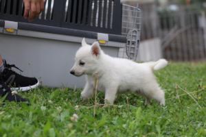 White-Swiss-Shepherd-Puppies-BTWW-GosaNostra-September-12092018-0236