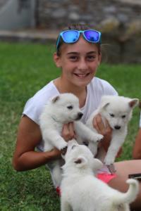 White-Swiss-Shepherd-Puppies-BTWW-GosaNostra-September-12092018-0238