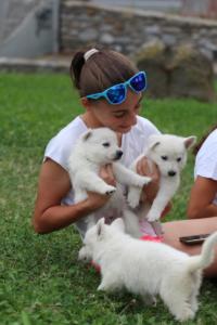 White-Swiss-Shepherd-Puppies-BTWW-GosaNostra-September-12092018-0239