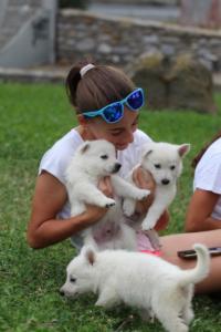 White-Swiss-Shepherd-Puppies-BTWW-GosaNostra-September-12092018-0240