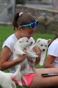 White-Swiss-Shepherd-Puppies-BTWW-GosaNostra-September-12092018-0241