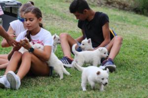 White-Swiss-Shepherd-Puppies-BTWW-GosaNostra-September-12092018-0253