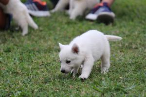 White-Swiss-Shepherd-Puppies-BTWW-GosaNostra-September-12092018-0254