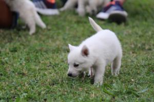 White-Swiss-Shepherd-Puppies-BTWW-GosaNostra-September-12092018-0255