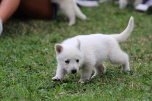 White-Swiss-Shepherd-Puppies-BTWW-GosaNostra-September-12092018-0256