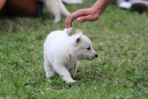 White-Swiss-Shepherd-Puppies-BTWW-GosaNostra-September-12092018-0257