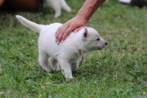 White-Swiss-Shepherd-Puppies-BTWW-GosaNostra-September-12092018-0258