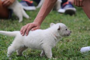 White-Swiss-Shepherd-Puppies-BTWW-GosaNostra-September-12092018-0259