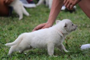 White-Swiss-Shepherd-Puppies-BTWW-GosaNostra-September-12092018-0260