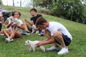 White-Swiss-Shepherd-Puppies-BTWW-GosaNostra-September-12092018-0261