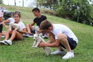 White-Swiss-Shepherd-Puppies-BTWW-GosaNostra-September-12092018-0262