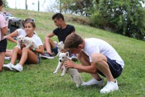 White-Swiss-Shepherd-Puppies-BTWW-GosaNostra-September-12092018-0263