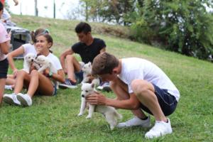 White-Swiss-Shepherd-Puppies-BTWW-GosaNostra-September-12092018-0264