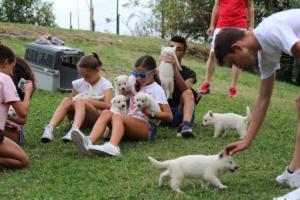 White-Swiss-Shepherd-Puppies-BTWW-GosaNostra-September-12092018-0265