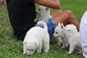 White-Swiss-Shepherd-Puppies-BTWW-GosaNostra-September-12092018-0267