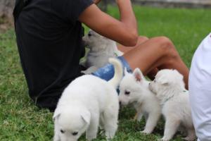 White-Swiss-Shepherd-Puppies-BTWW-GosaNostra-September-12092018-0268