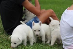 White-Swiss-Shepherd-Puppies-BTWW-GosaNostra-September-12092018-0269