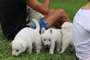 White-Swiss-Shepherd-Puppies-BTWW-GosaNostra-September-12092018-0270