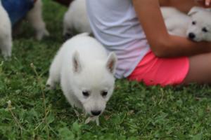 White-Swiss-Shepherd-Puppies-BTWW-GosaNostra-September-12092018-0271