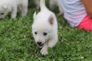 White-Swiss-Shepherd-Puppies-BTWW-GosaNostra-September-12092018-0272
