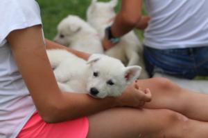 White-Swiss-Shepherd-Puppies-BTWW-GosaNostra-September-12092018-0273