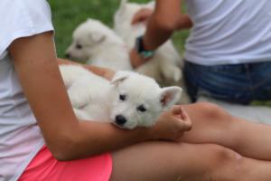 White-Swiss-Shepherd-Puppies-BTWW-GosaNostra-September-12092018-0274