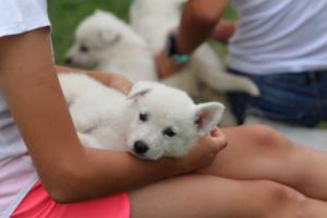 White-Swiss-Shepherd-Puppies-BTWW-GosaNostra-September-12092018-0275