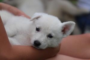 White-Swiss-Shepherd-Puppies-BTWW-GosaNostra-September-12092018-0276