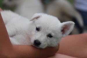 White-Swiss-Shepherd-Puppies-BTWW-GosaNostra-September-12092018-0278