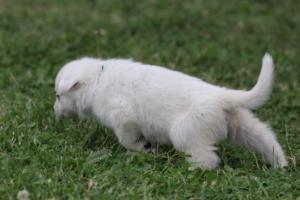 White-Swiss-Shepherd-Puppies-BTWW-GosaNostra-September-12092018-0279