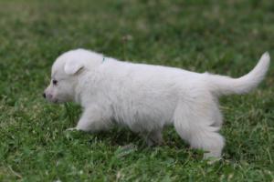 White-Swiss-Shepherd-Puppies-BTWW-GosaNostra-September-12092018-0280