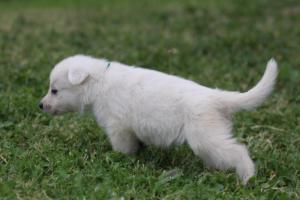 White-Swiss-Shepherd-Puppies-BTWW-GosaNostra-September-12092018-0281