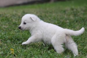 White-Swiss-Shepherd-Puppies-BTWW-GosaNostra-September-12092018-0282