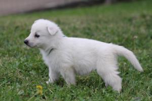 White-Swiss-Shepherd-Puppies-BTWW-GosaNostra-September-12092018-0283