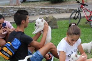 White-Swiss-Shepherd-Puppies-BTWW-GosaNostra-September-12092018-0285