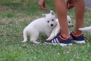 White-Swiss-Shepherd-Puppies-BTWW-GosaNostra-September-12092018-0292