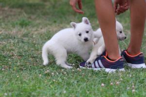 White-Swiss-Shepherd-Puppies-BTWW-GosaNostra-September-12092018-0293