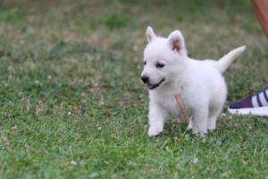 White-Swiss-Shepherd-Puppies-BTWW-GosaNostra-September-12092018-0294