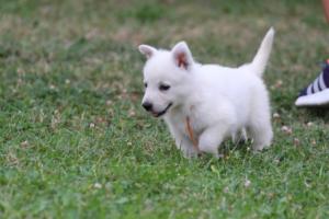 White-Swiss-Shepherd-Puppies-BTWW-GosaNostra-September-12092018-0295