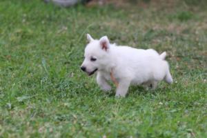 White-Swiss-Shepherd-Puppies-BTWW-GosaNostra-September-12092018-0296