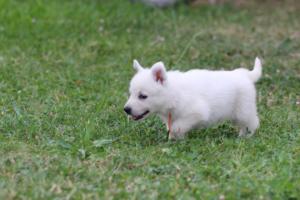 White-Swiss-Shepherd-Puppies-BTWW-GosaNostra-September-12092018-0297