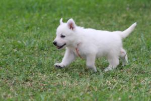 White-Swiss-Shepherd-Puppies-BTWW-GosaNostra-September-12092018-0298
