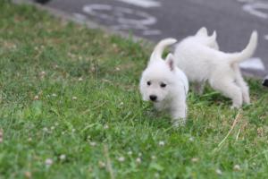 White-Swiss-Shepherd-Puppies-BTWW-GosaNostra-September-12092018-0299