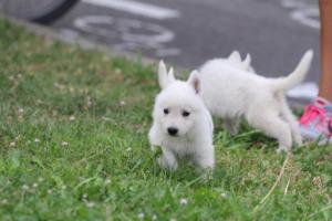 White-Swiss-Shepherd-Puppies-BTWW-GosaNostra-September-12092018-0300